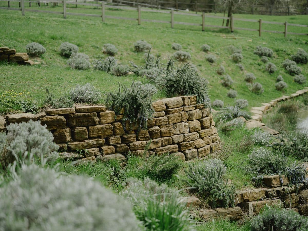 Stone retaining wall planted with lavender and low shrubs