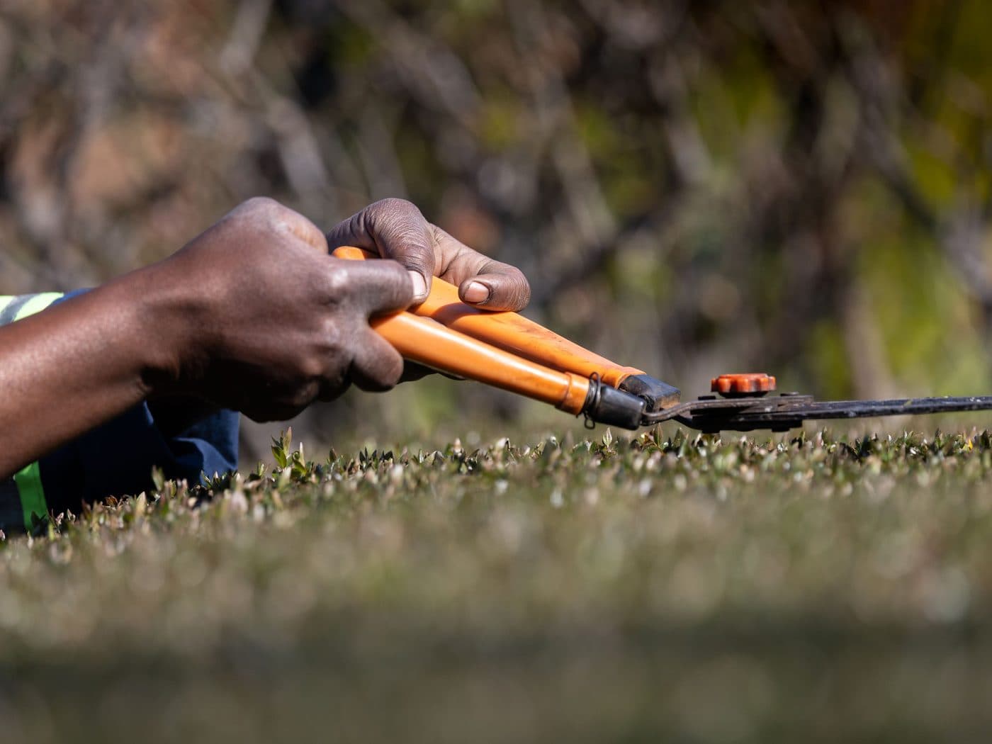 Hand-pruning a shrub with bypass shears rather than shearing it
