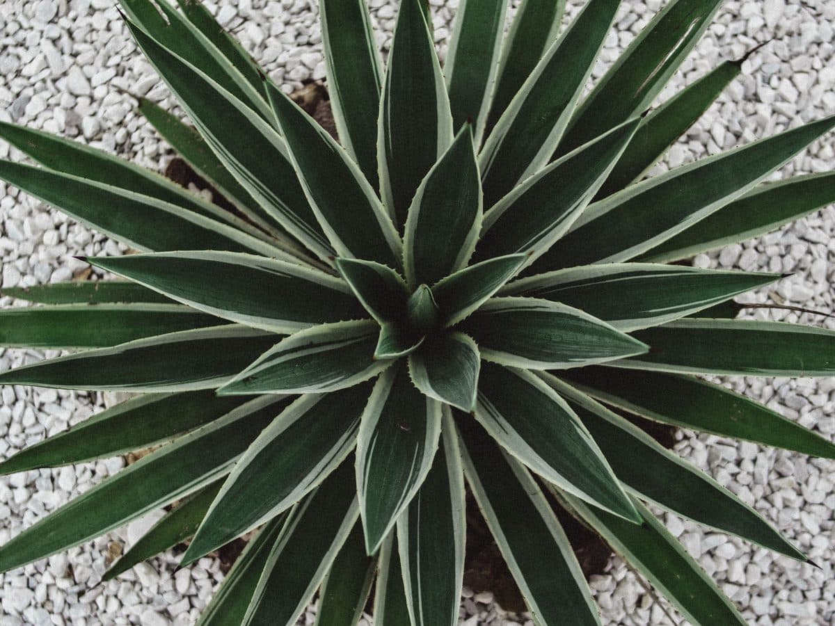 Agave with sharp green leaves set in pale gravel