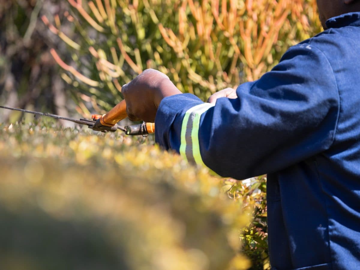 Uniformed crew member trimming a hedge with hand shears